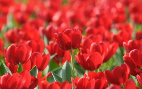 tulipany czerwone 2