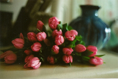 tulipany rozowe@