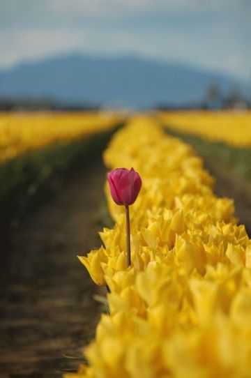 tulipan@