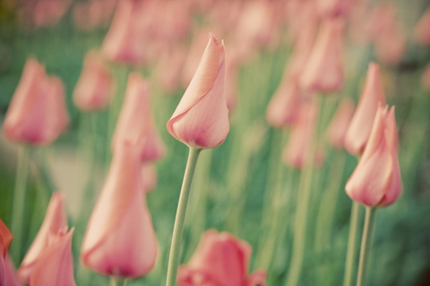 tulipany 4@