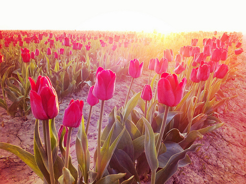 tulipany rozowe 6@