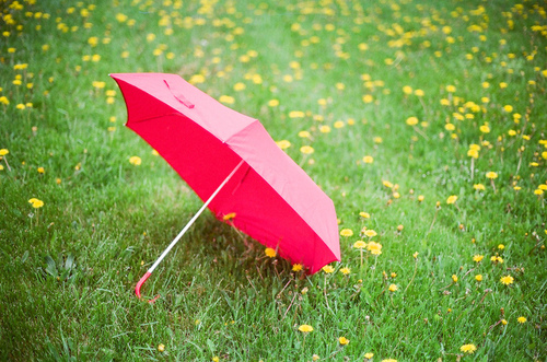 parasol na trawie